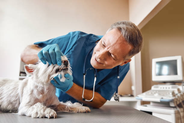 Best Same-Day Emergency Dentist in Concord, CA